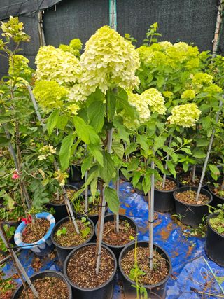 마로니에농원님의 자유주제 · 자유게시판 작성글 사진