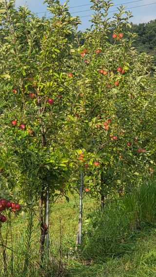 복주농장님의 자유주제 · 자유게시판 작성글 사진