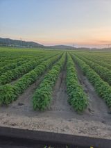 팜모닝 들깨·자유게시판 게시글 이미지