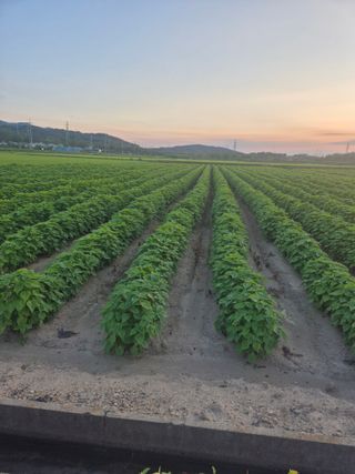 송광만님의 들깨 · 자유게시판 작성글 사진