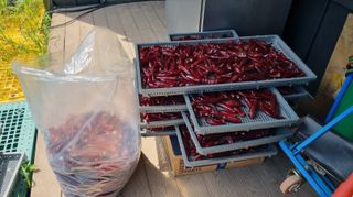 아침농원님의 자유주제 · 자유게시판 작성글 사진