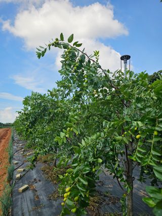 망운천지향토농원님의 자유주제 · 자유게시판 작성글 사진