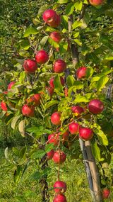 팜모닝 자유주제·자유게시판 게시글 이미지