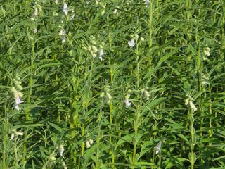 제주님의 참깨 · 자유게시판 작성글 사진