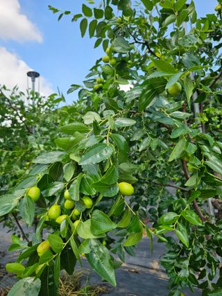 망운천지향토농원님의 자유주제 · 자유게시판 작성글 사진