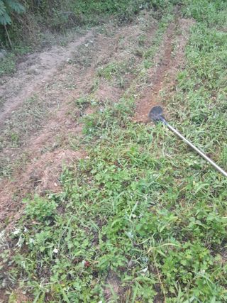 김민수산에서농사중님의 자유주제 · 자유게시판 작성글 사진