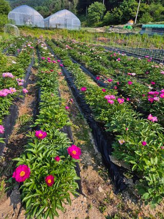 황덕순 님의 자유주제 · 자유게시판 작성글 사진