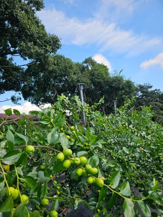 망운천지향토농원님의 자유주제 · 자유게시판 작성글 사진