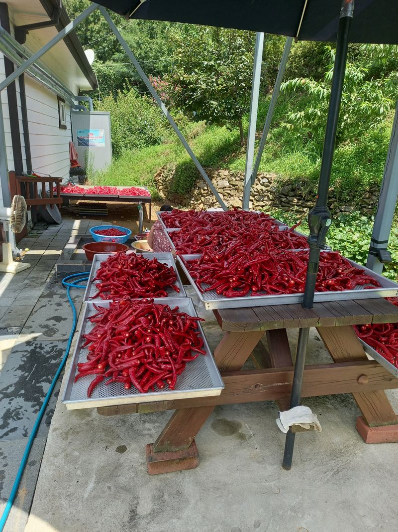 전원생활의여유님의 장터 판매 상품 [고추가루 10근] 첨부 사진