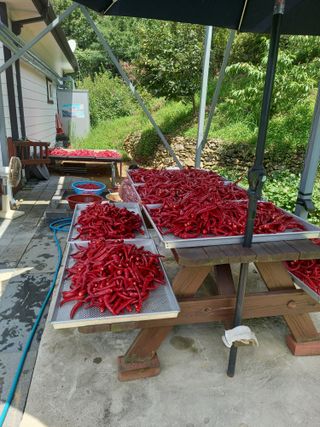 전원생활의여유님의 작성글 사진