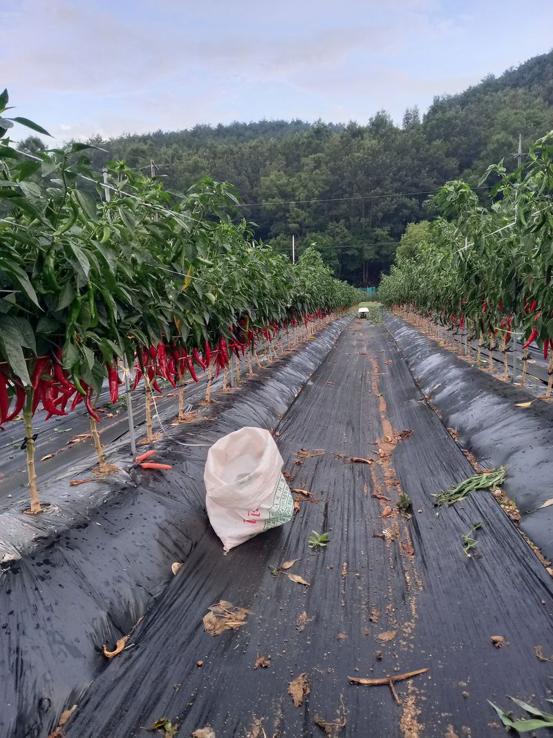 전원생활의여유님의 장터 판매 상품 [고추가루 10근] 첨부 사진