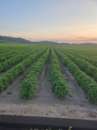 송광만님의 들깨 · 자유게시판 작성글 사진