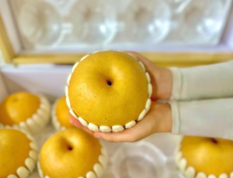 농부손녀님의 장터 판매 상품 [[첫 출하] 아삭달콤한 임금님 햇 원황 배 ] 첨부 사진