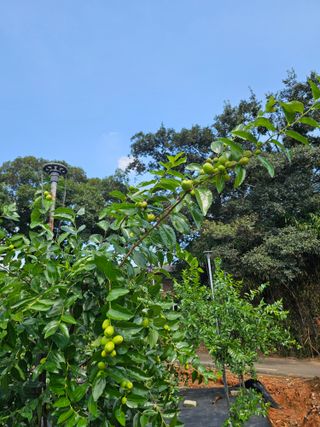 망운천지향토농원님의 자유주제 · 자유게시판 작성글 사진