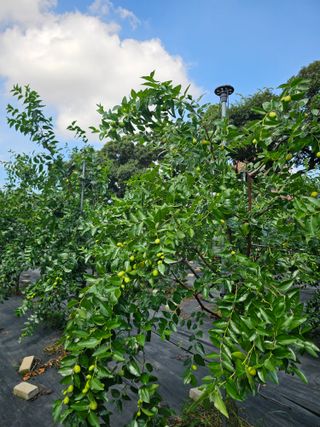 망운천지향토농원님의 자유주제 · 자유게시판 작성글 사진