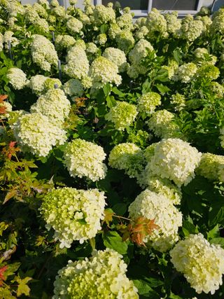 마로니에농원님의 자유주제 · 자유게시판 작성글 사진