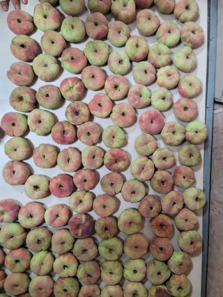 김안식~납작복숭아님의 자유주제 · 자유게시판 작성글 사진