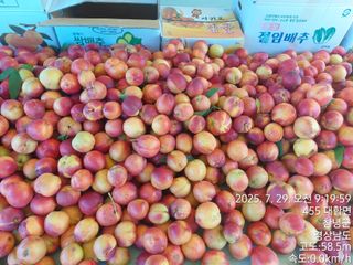 초보농부님의 자유주제 · 자유게시판 작성글 사진