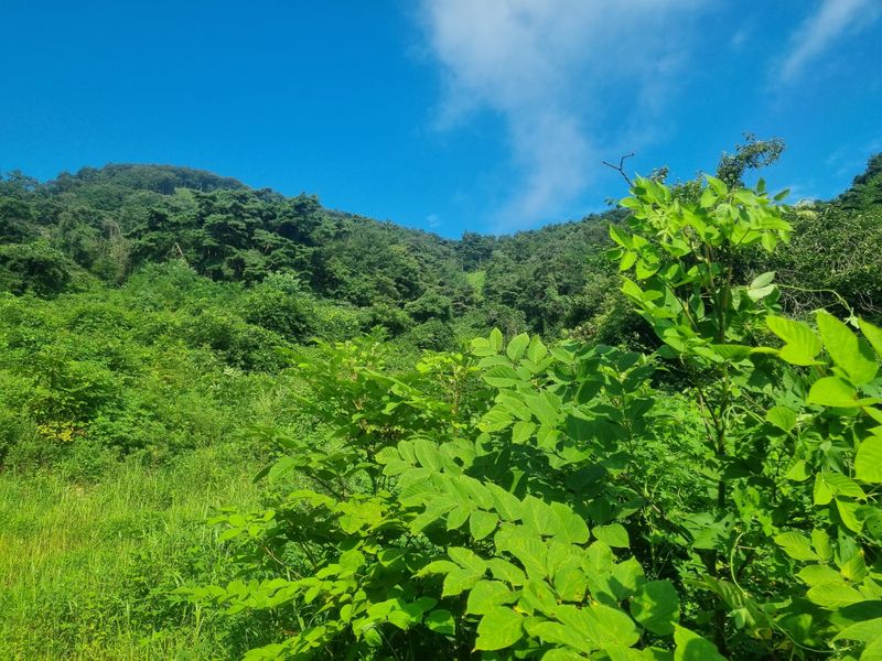 이호성님의 장터 판매 상품 [4년생 땅두릅 구근] 첨부 사진