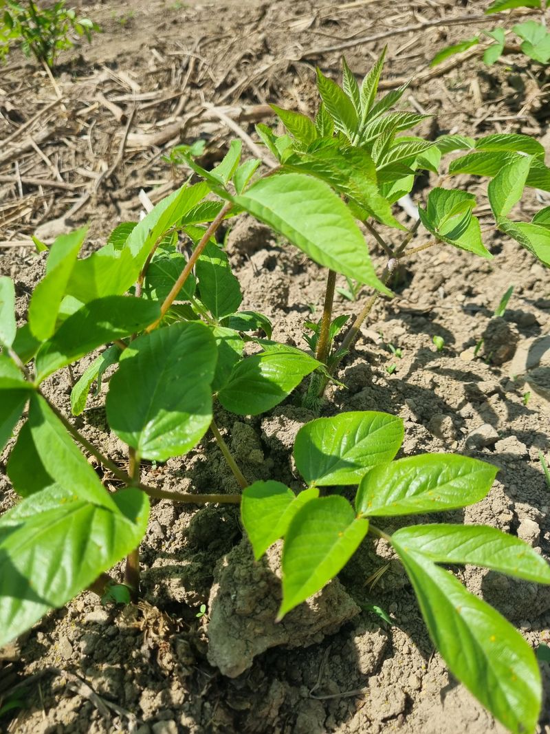 이호성님의 장터 판매 상품 [4년생 땅두릅 구근] 첨부 사진