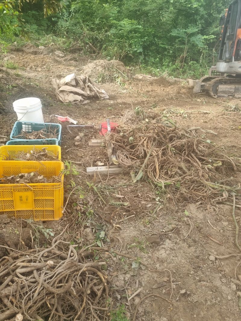 이호성님의 장터 판매 상품 [4년생 땅두릅 구근] 첨부 사진