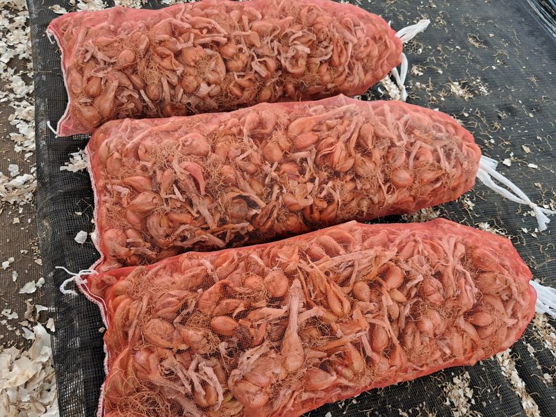 임재혁 님의 장터 판매 상품 [쪽파종구 ] 첨부 사진