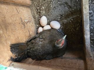 김영복님의 작성글 사진