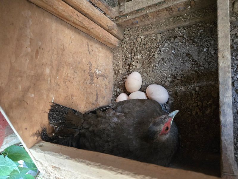 김영복님의 장터 판매 상품 [금계 은계 백한] 첨부 사진