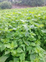 팜모닝 자유주제·자유게시판 게시글 이미지