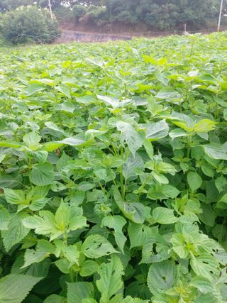 미카엘농장님의 자유주제 · 자유게시판 작성글 사진