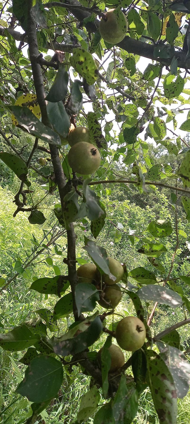 장터 상품 [청돌배10kg] 썸네일