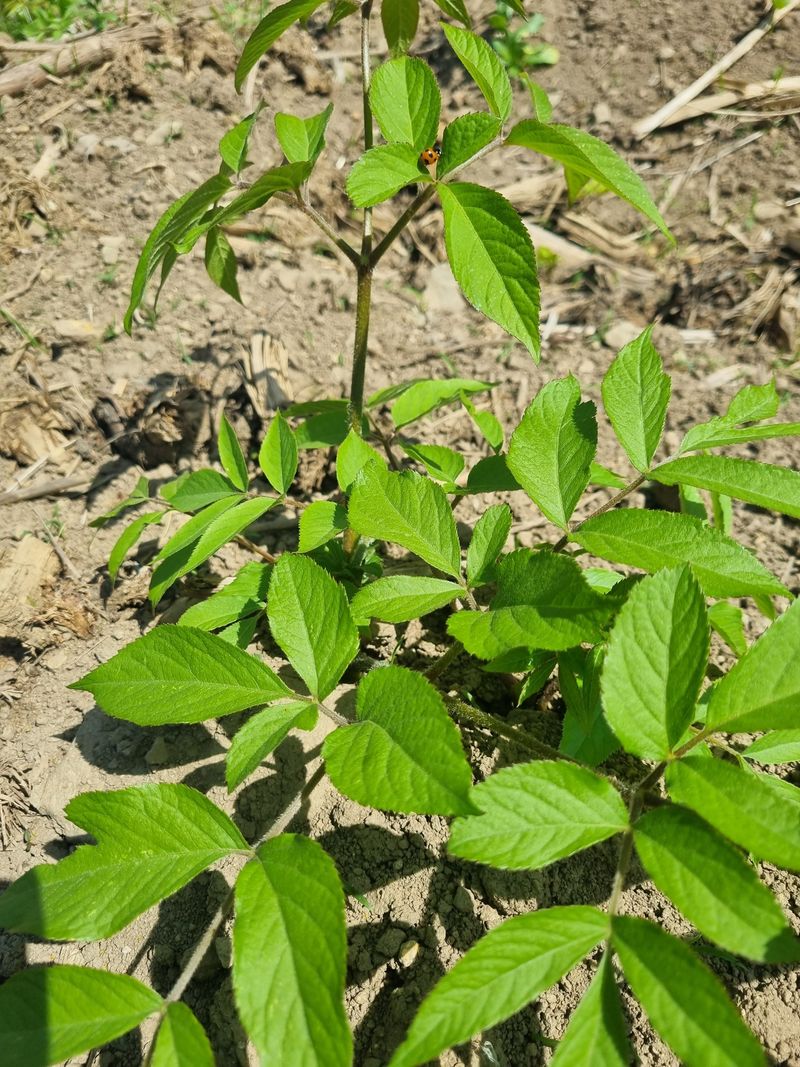 이호성님의 장터 판매 상품 [4년생 땅두릅 구근] 첨부 사진