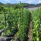 팜모닝 자유주제·자유게시판 게시글 이미지