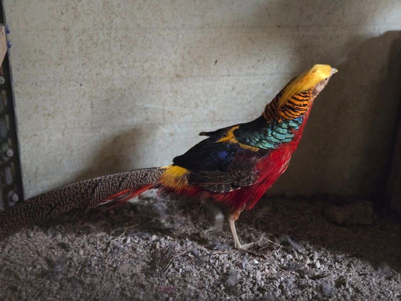 김영복님의 장터 판매 상품 [금계 은계 백한] 첨부 사진