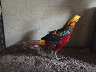 김영복님의 작성글 사진