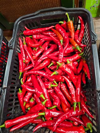 홍천산채농원님의 자유주제 · 자유게시판 작성글 사진