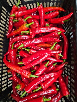 홍천산채농원님의 자유주제 · 자유게시판 작성글 사진