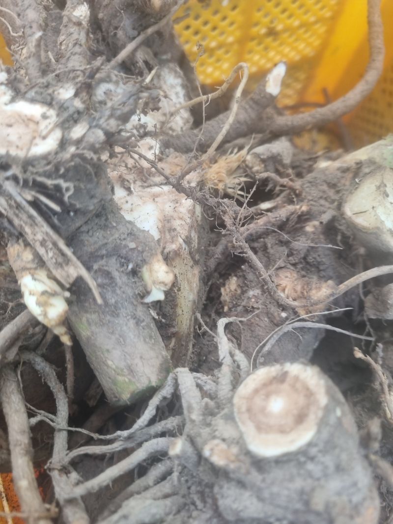 이호성님의 장터 판매 상품 [4년생 땅두릅 구근] 첨부 사진