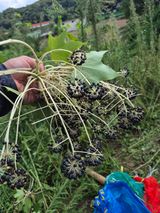 팜모닝 자유주제·자유게시판 게시글 이미지