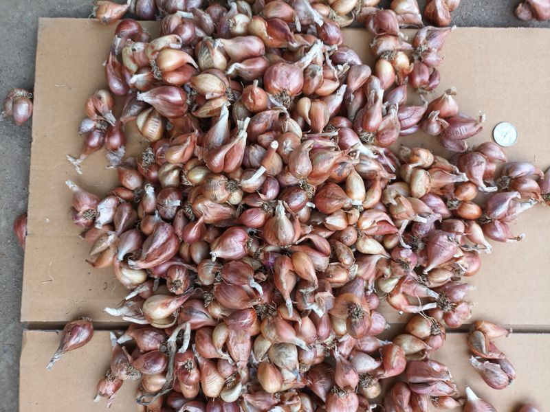 꽃봉산님의 장터 판매 상품 [예천 쪽파 종구15kg기준] 첨부 사진