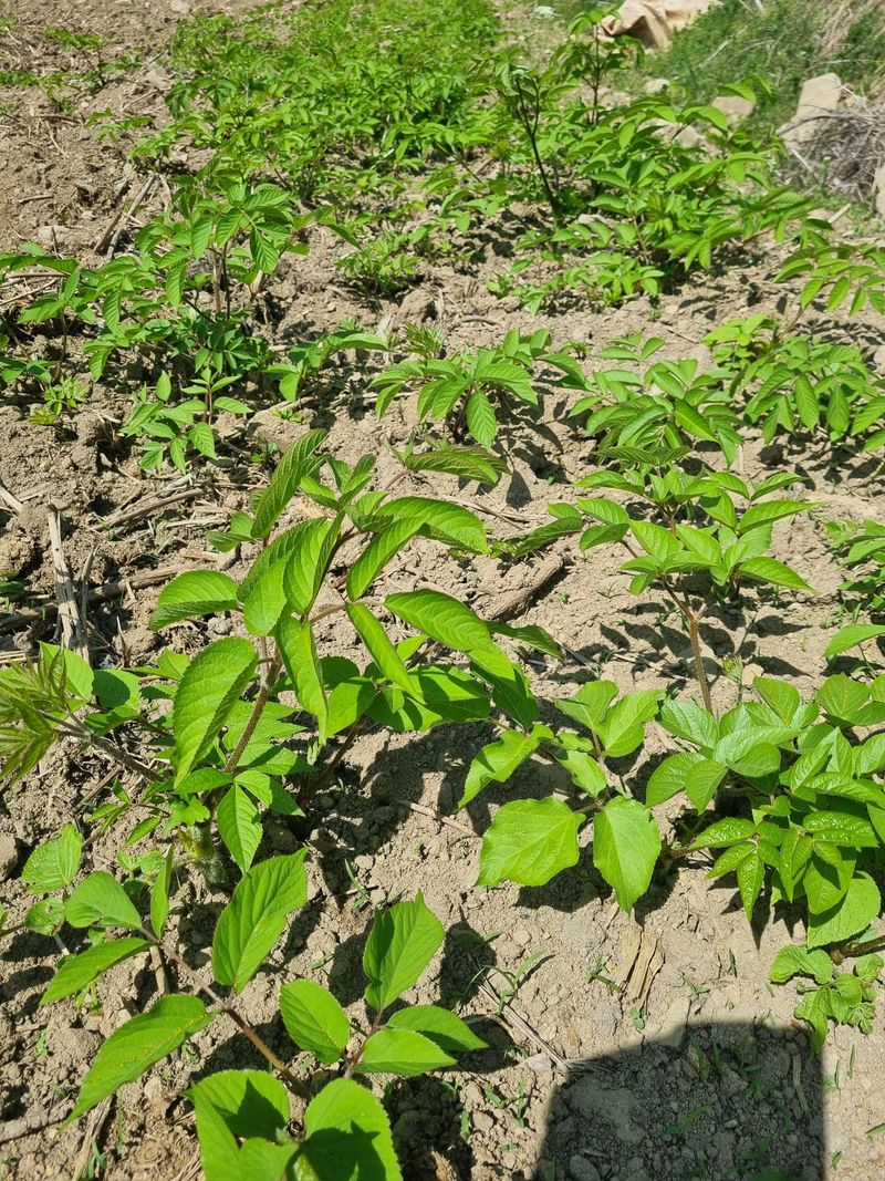 이호성님의 장터 판매 상품 [4년생 땅두릅 구근] 첨부 사진