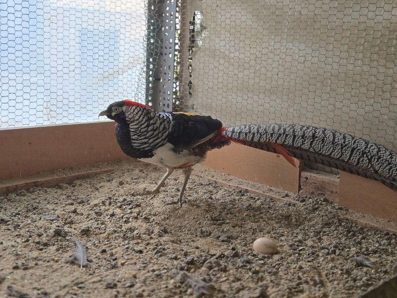 장터 상품 [금계 은계 백한] 썸네일