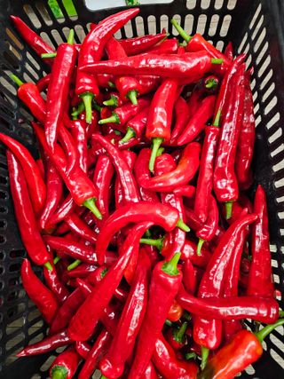 홍천산채농원님의 자유주제 · 자유게시판 작성글 사진