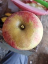 팜모닝 농사, 무엇이든 물어보세요!·참여글 게시글 이미지