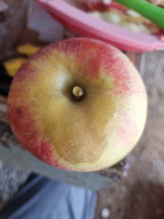 농부홍길동님의 농사, 무엇이든 물어보세요! · 참여글 작성글 사진