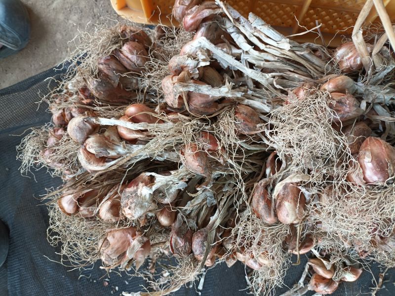 꽃봉산님의 장터 판매 상품 [예천 쪽파 종구15kg기준] 첨부 사진