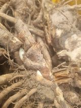 팜모닝 자유주제·자유게시판 게시글 이미지