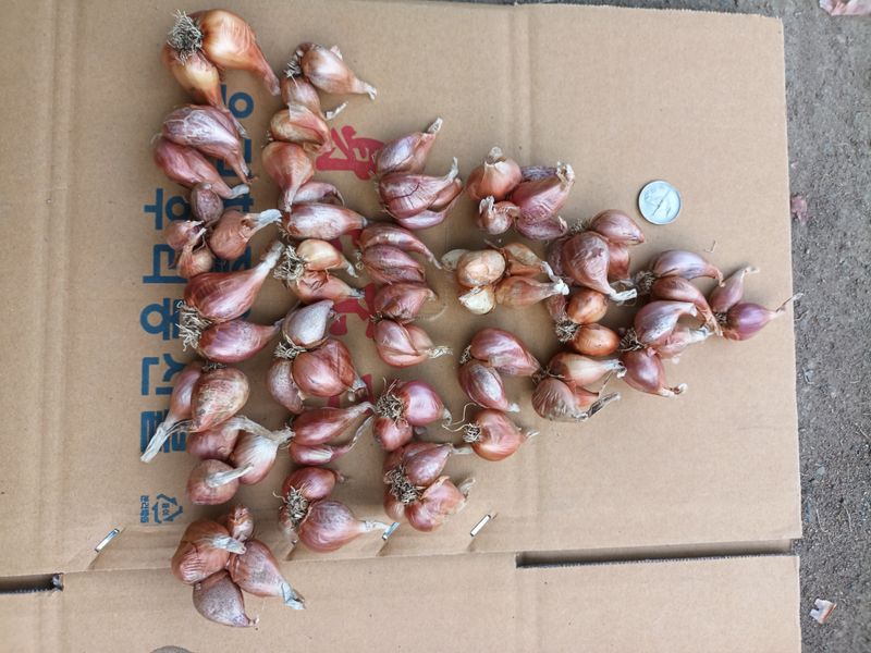 꽃봉산님의 장터 판매 상품 [예천 쪽파 종구15kg기준] 첨부 사진