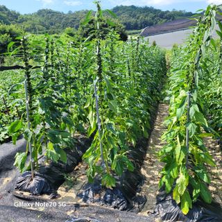 이윤미님의 자유주제 · 자유게시판 작성글 사진