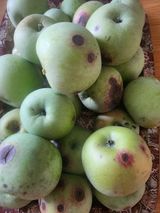 팜모닝 자유주제·자유게시판 게시글 이미지